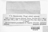 Propolis faginea image